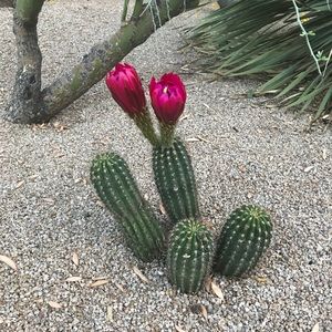 Meet your Posher, Dawn